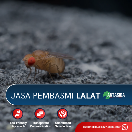 Jasa Pembasmi Lalat